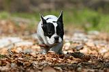 BOULEDOGUE FRANCAIS 1042